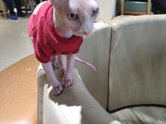 -藏猫猫咖啡主题馆(中央大道店)