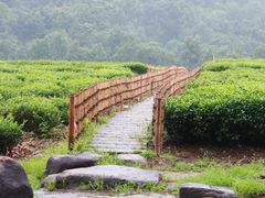 -中国茶叶博物馆(双峰馆区)