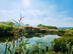 -长兴太湖图影湿地文化园