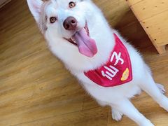 -Husky Go! 哈士奇体验馆·宠物咖啡厅狗咖