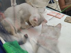 -飞行喵MR PILOT|猫舍·猫咖(静安大融城店)
