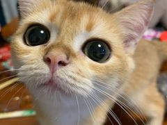 -猫大福·Fortune Cat猫舍(百子湾店)
