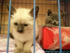 -创凡宠物医院·骨专科  猫科中心(西乡分院)