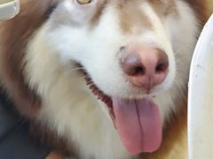 -Let's go狗咖·猫咖·奶狗·桌游(春熙路IFS店)