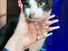 -御宝贝·A梦猫科宠物医院(国际猫友好医院)