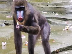 -贵州森林野生动物园