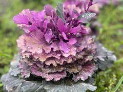 -中国天府农业博览园