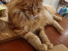 -猫友咖啡店(玉林西路店)