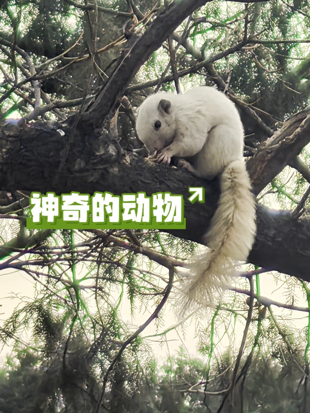 天坛公园白色松鼠