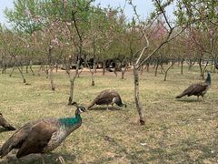 -宿豫区运河湾森林动物园