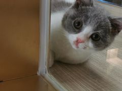 -飞行喵MR PILOT|猫舍·猫咖(静安大融城店)