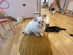 -猫咪派对(江南西店)