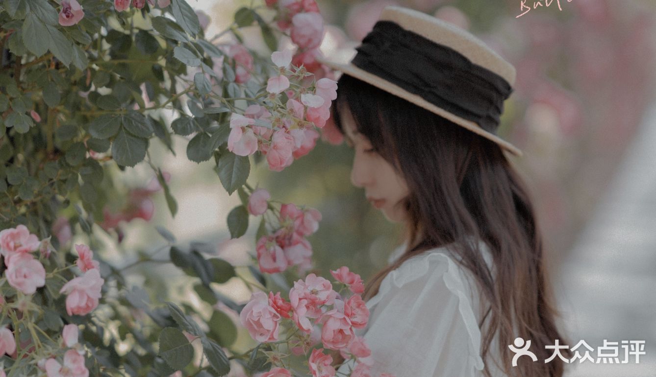 上海花季｜百米月季长廊绽放了，宛如少女的法式梦境