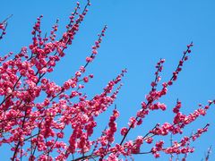 -杭州植物园