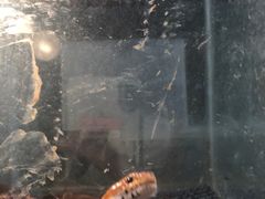 -上海大自然野生昆虫馆(东方明珠·爬宠昆虫探索中心)