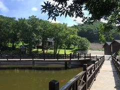 -云岭野山参风景区