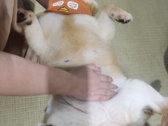 -逗柴咖啡屋·狗咖猫咖宠物桌游