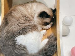 -喵喵咪呀布偶猫咖(春熙路店)
