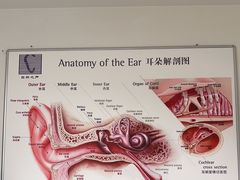 -自然之声助听器·呼吸机(公园路店)