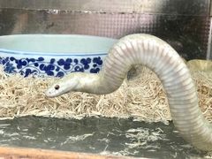 -上海大自然野生昆虫馆(东方明珠·爬宠昆虫探索中心)