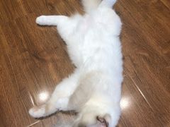 -绒爪撸猫下午茶·猫咖