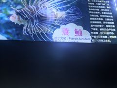 -烟台海昌鲸鲨海洋公园