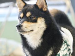 -怪兽屋·羊驼·猫咖·狗咖(俊华广场店)