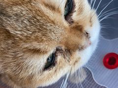 -宠爱国际动物医院·消化内科·心肾内科·ISFM猫友好(望京店)