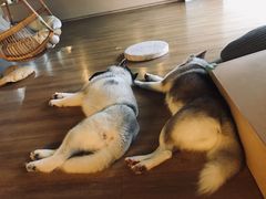 -Husky Go! 哈士奇体验馆·宠物咖啡厅狗咖