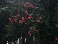 -温江公园