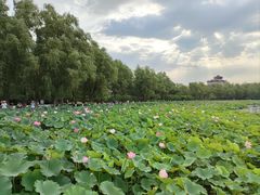 -莲花池公园