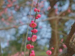 -杭州植物园