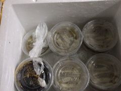 -安海长火土笋冻