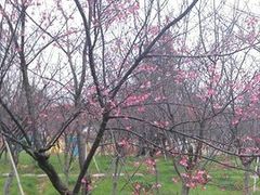 -天适樱花悠乐园