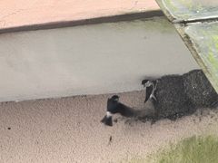 -黄山玉屏楼宾馆餐厅
