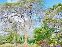 -中国科学院西双版纳热带植物园