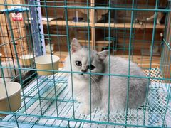 -喵百万·布偶·蓝金金渐层英短·猫舍(百子湾店)