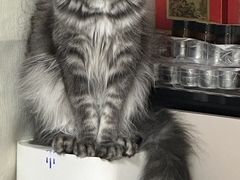 -爱洗澡的猫(望京店)
