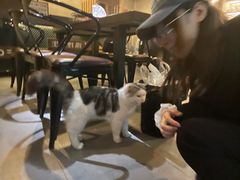 -Mr.Fox狐狸先生超级密室(南山店)