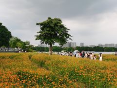 -海珠湖公园