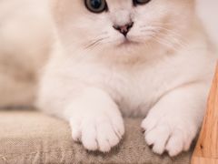 -柚子猫舍·精品猫舍购猫·猫咪认养·购宠·宠物店