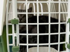 -四月宠物医院·猫专科·心脏专科·内科(转塘店)