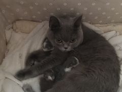 -瑞派天宁宠物医院·猫科·异宠中心