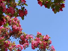 -海棠花溪(元大都城垣遗址公园)