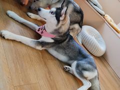 -Husky Go! 哈士奇体验馆·宠物咖啡厅狗咖