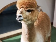 -藦茜花园宠物主题亲子互动体验馆(国顺东路店)