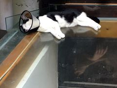 -猫的天空之城概念书店(杭州南宋御街店)