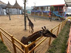 -西霞口神雕山野生动物世界