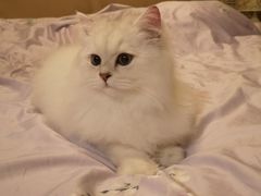 -猫大福·Fortune Cat猫舍(百子湾店)