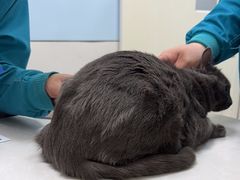 -中农国际动物医院24小时·猫科·骨科·急重症中心